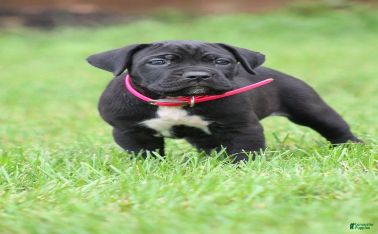Cane Corso dogs - Advert 17