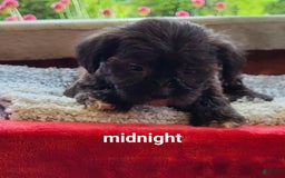 Shorkie dogs for sale: Midnight - Image 4