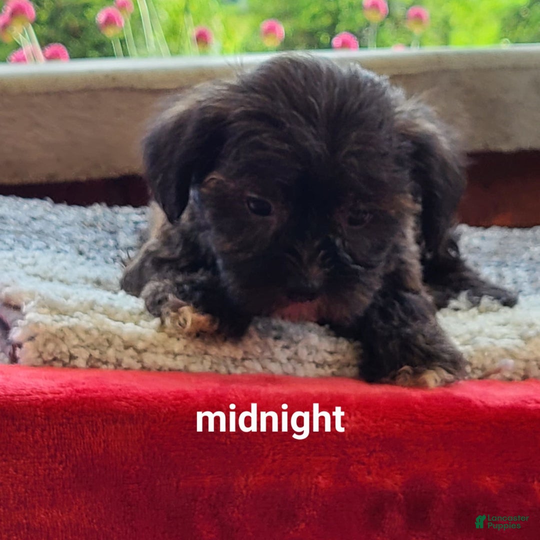 Shorkie dogs for sale: Midnight - Image 4