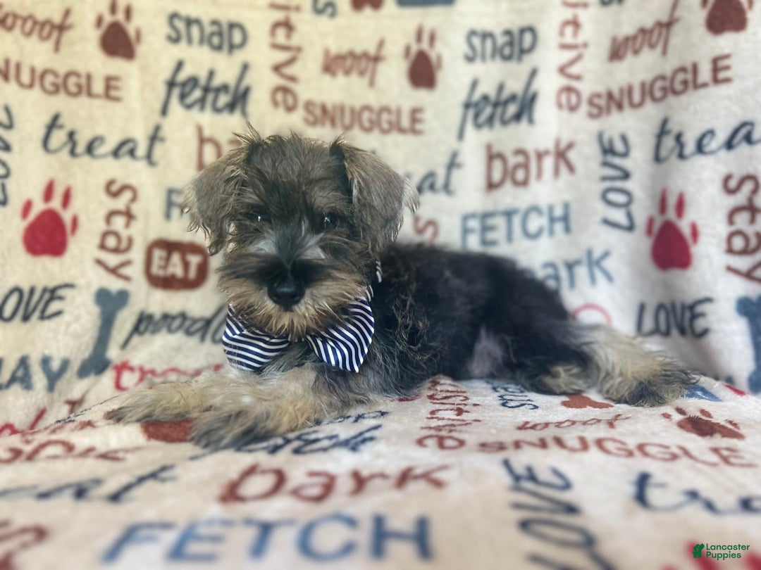 Miniature Schnauzer dogs for sale: Tex - Image 3