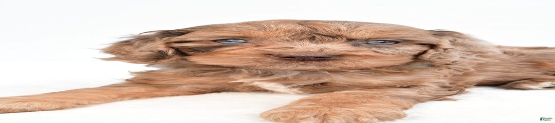 Butterfinger