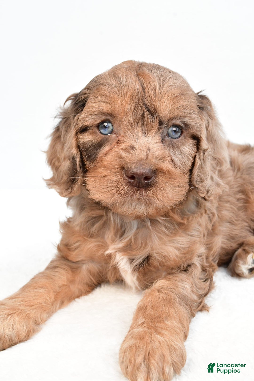 Cavapoo dogs for sale: Butterfinger - Image 1