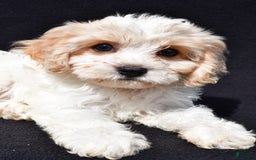 Cavachon dogs for sale: Bell - Image 6