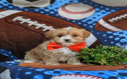 Maltipoo dogs for sale: Stratford - Image 7