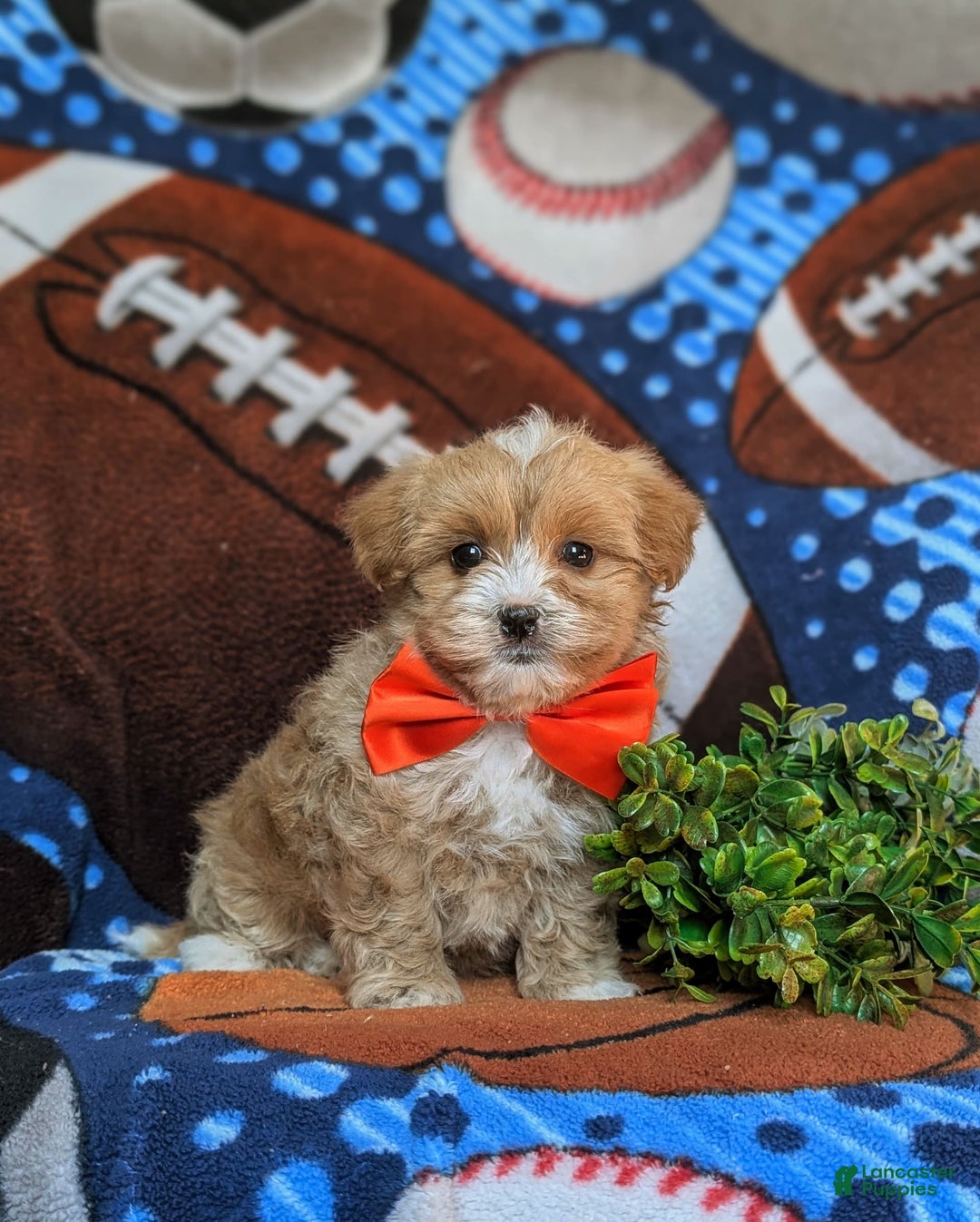 Maltipoo dogs for sale: Stratford - Image 7