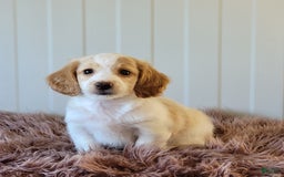 Miniature Dachshund dogs for sale: Rollie - Image 4