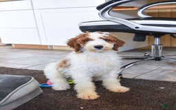 Goldendoodle dogs for sale: Oliver - Image 6
