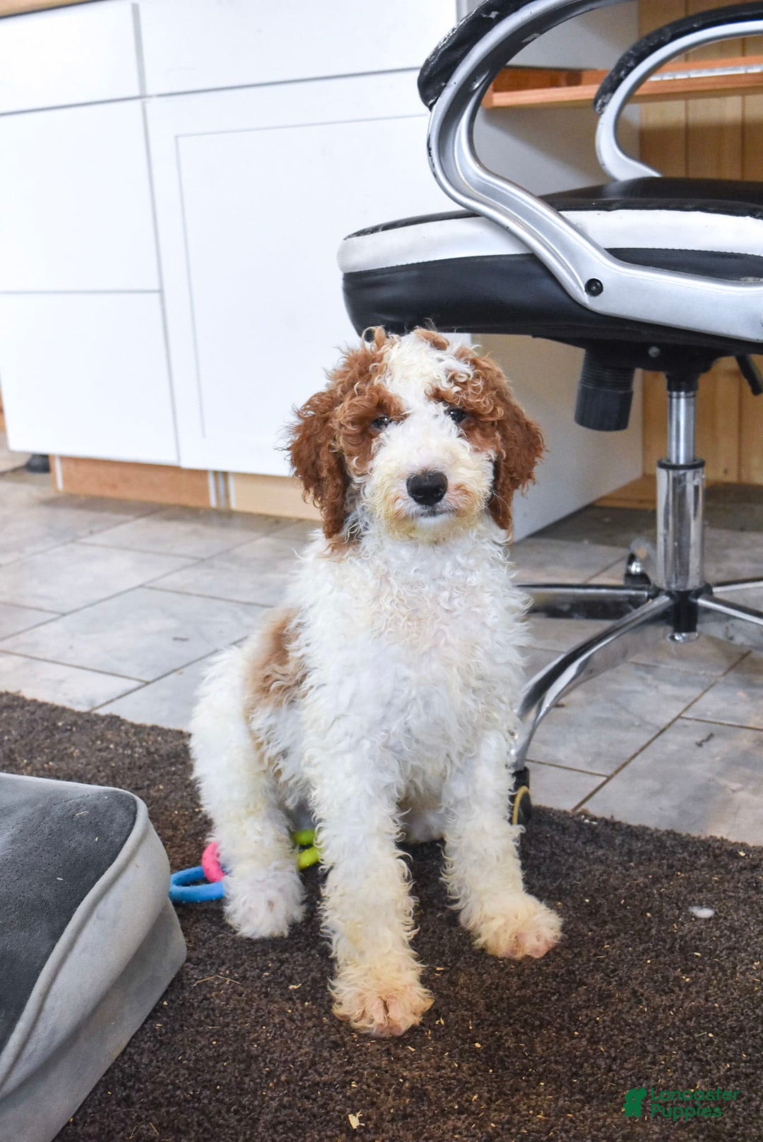Goldendoodle dogs for sale: Oliver - Image 6