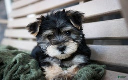 Morkie dogs for sale: Skipper - Image 12