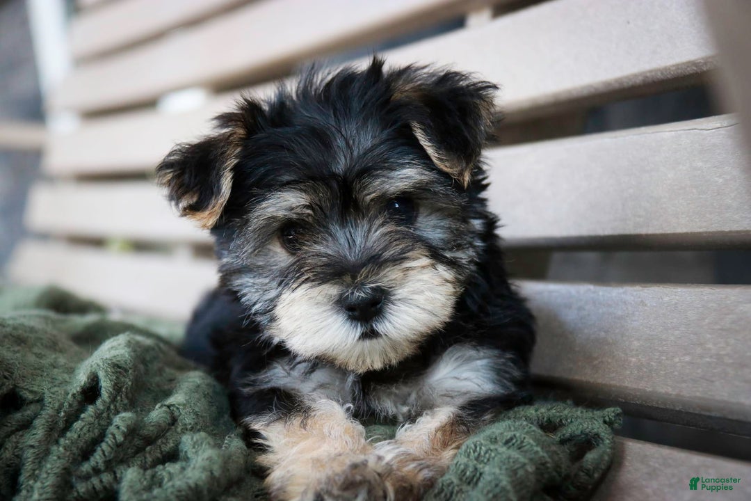 Morkie dogs for sale: Skipper - Image 12
