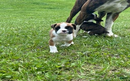 Boxer dogs for sale: Blue - Image 3