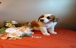Great Pyrenees dogs for sale: Frau - Image 2