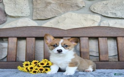 Welsh Corgi Pembroke dogs for sale: Brody - Image 5