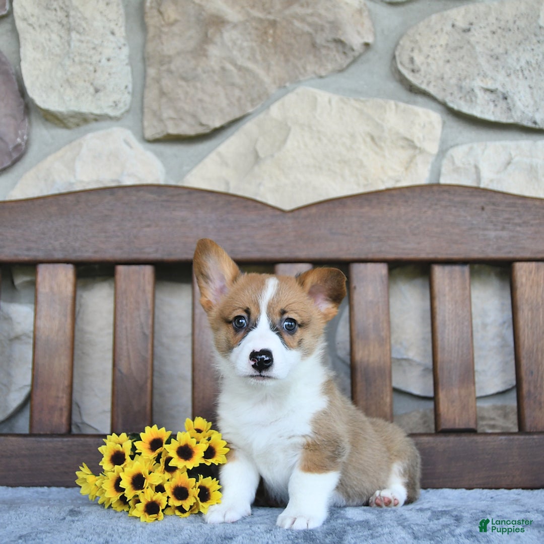 Welsh Corgi Pembroke dogs for sale: Brody - Image 5