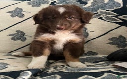 Miniature Australian Shepherd dogs for sale: Buddy - Image 5