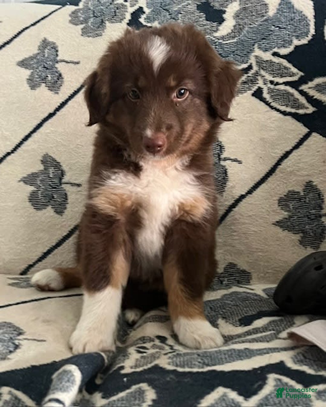 Miniature Australian Shepherd dogs for sale: Buddy - Image 5