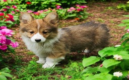 Welsh Corgi Pembroke dogs for sale: Trey Fluffy - Image 8