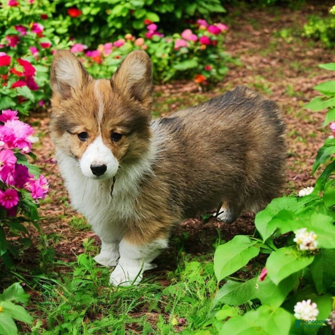 Welsh Corgi Pembroke dogs for sale: Trey Fluffy - Image 8