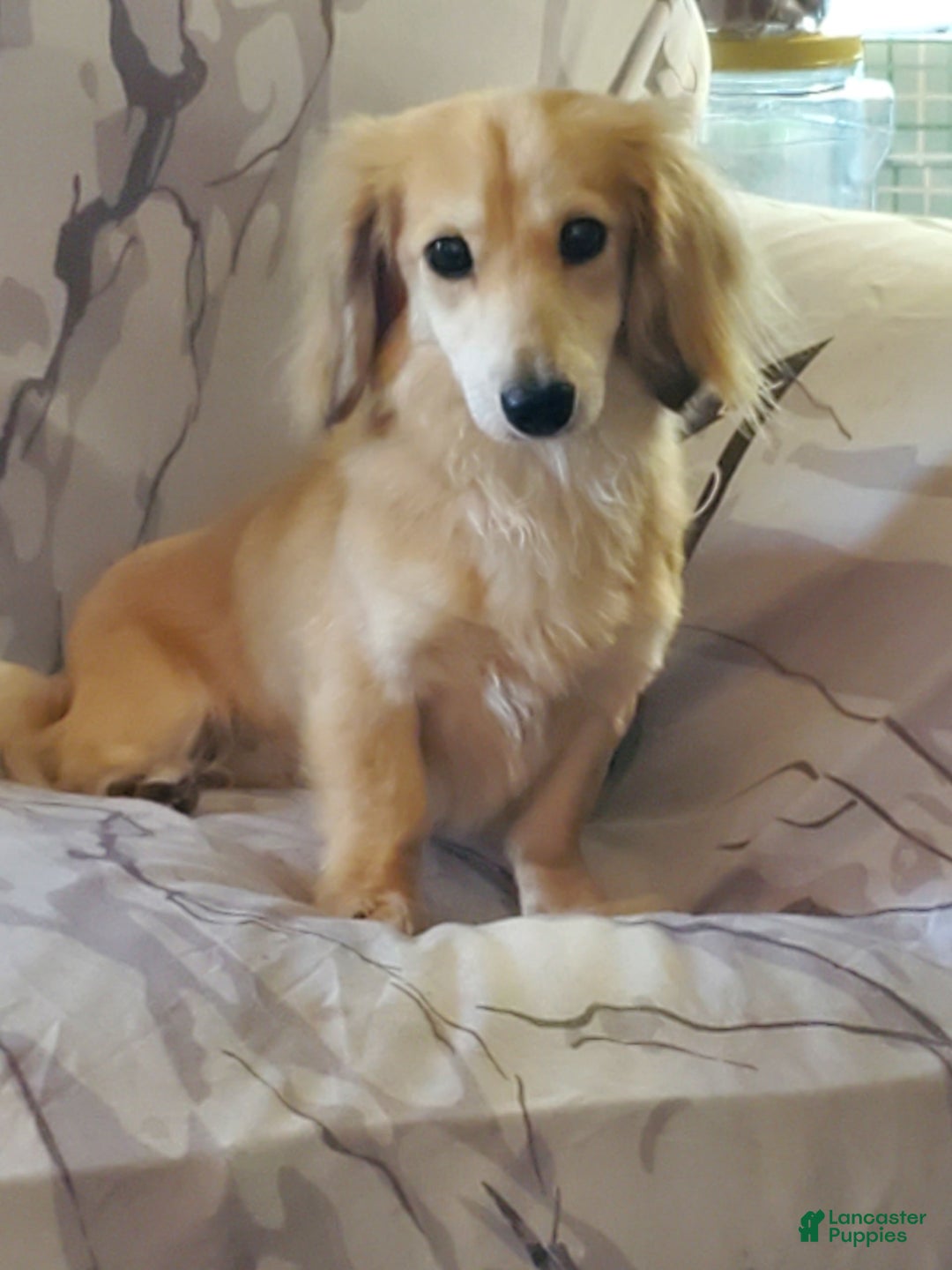 Miniature Dachshund dogs for sale: Kara - Image 6