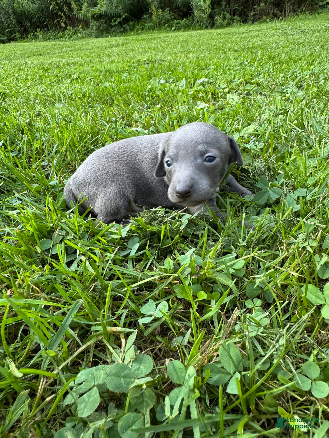 Italian Greyhound dogs for sale: Bobby - Image 2