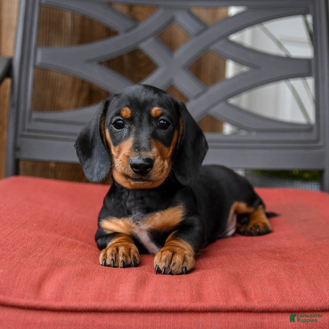 Miniature Dachshund dogs for sale: Axle - Image 3