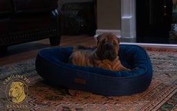 Shar Pei dogs for sale: Rolo - Image 1