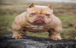 American Bully dogs for sale: Choco - Image 4