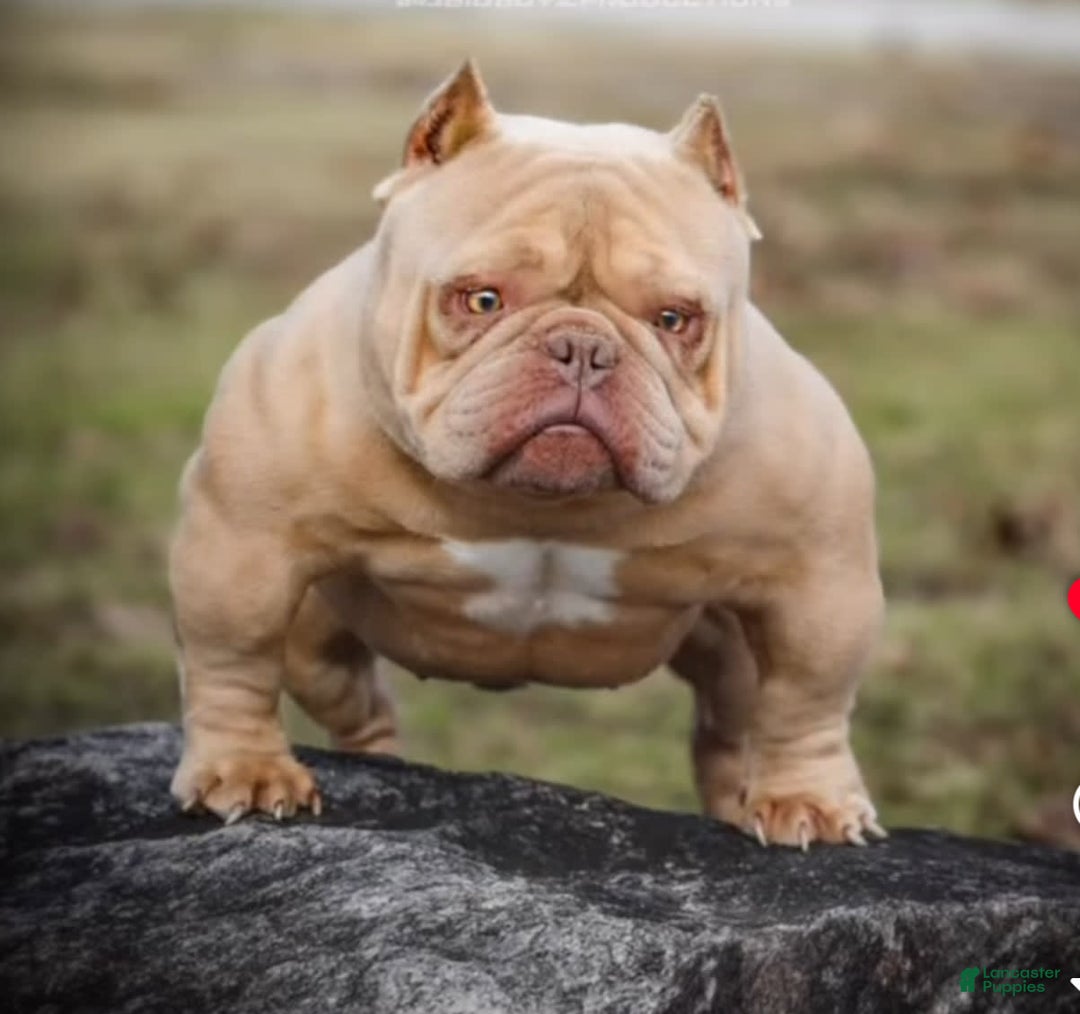 American Bully dogs for sale: Choco - Image 4