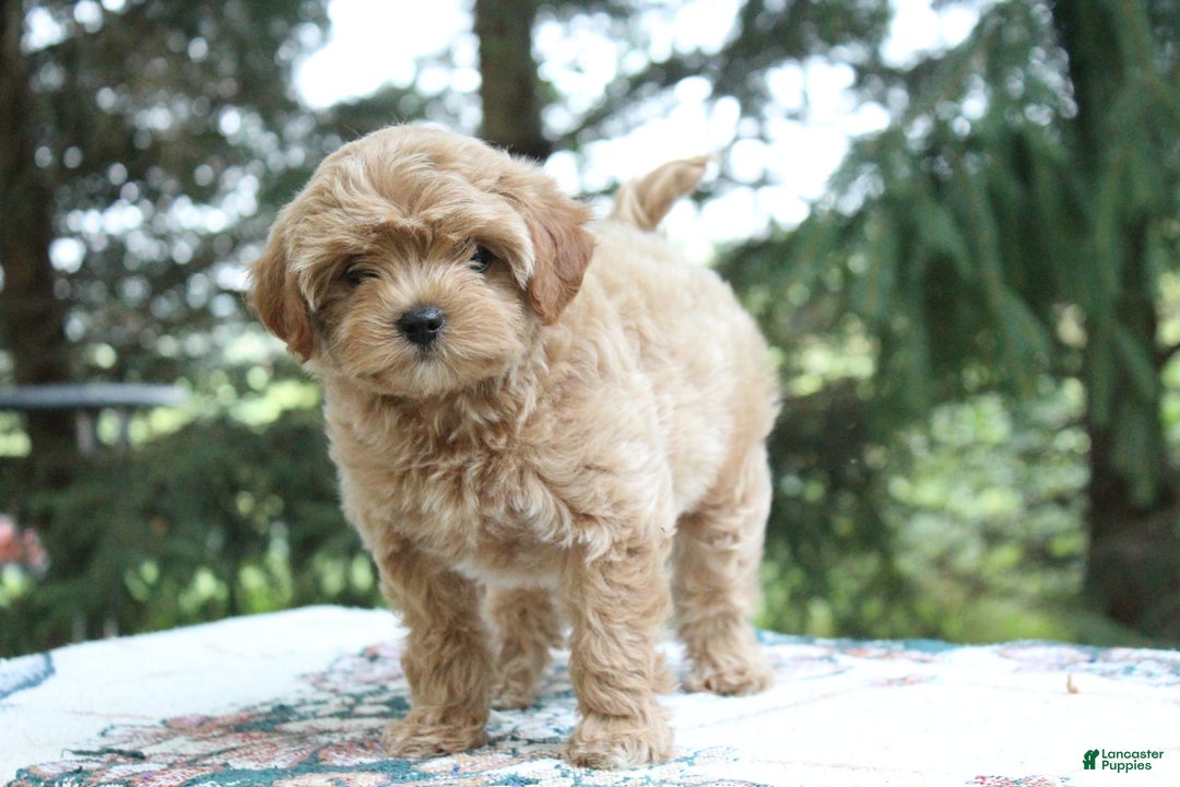 Miniature Poodle dogs for sale: Austin - Image 4