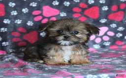 Shorkie dogs for sale: Hudson - Image 7