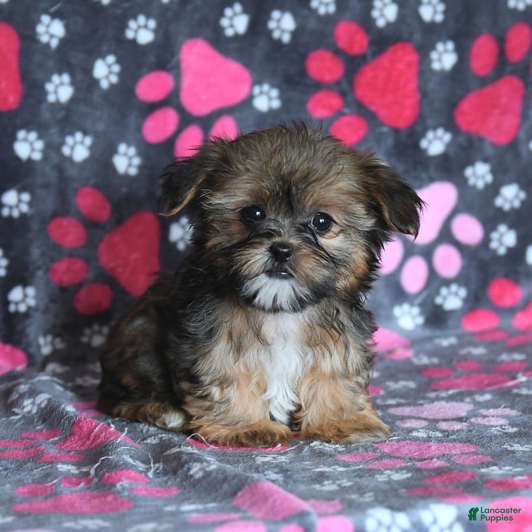Shorkie dogs for sale: Hudson - Image 7