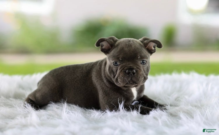 French Bulldog dogs for sale - Ad 2