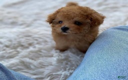 Maltipoo dogs for sale: Malti - Listing for pets: Malti - Image 5