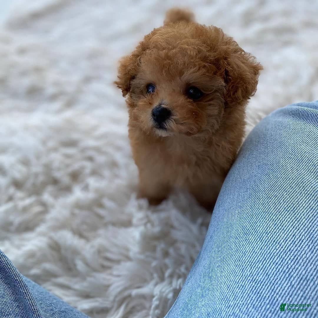 Maltipoo dogs for sale: Malti - Listing for pets: Malti - Image 5
