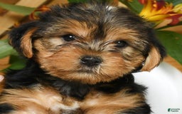 Yorkshire Terrier dogs for sale: Lucky - Image 2