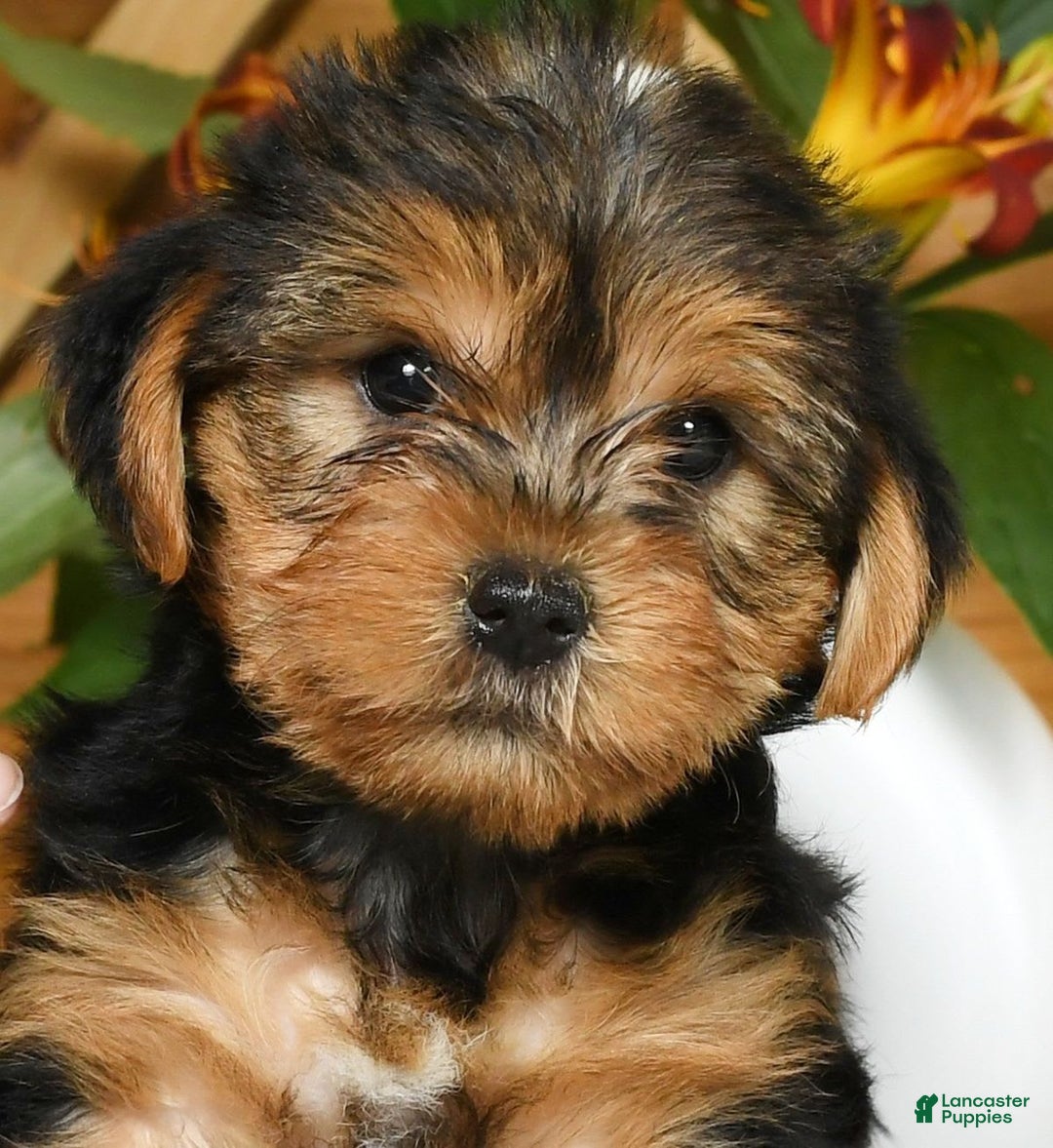 Yorkshire Terrier dogs for sale: Lucky - Image 2