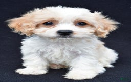 Cavachon dogs for sale: Brook - Image 8