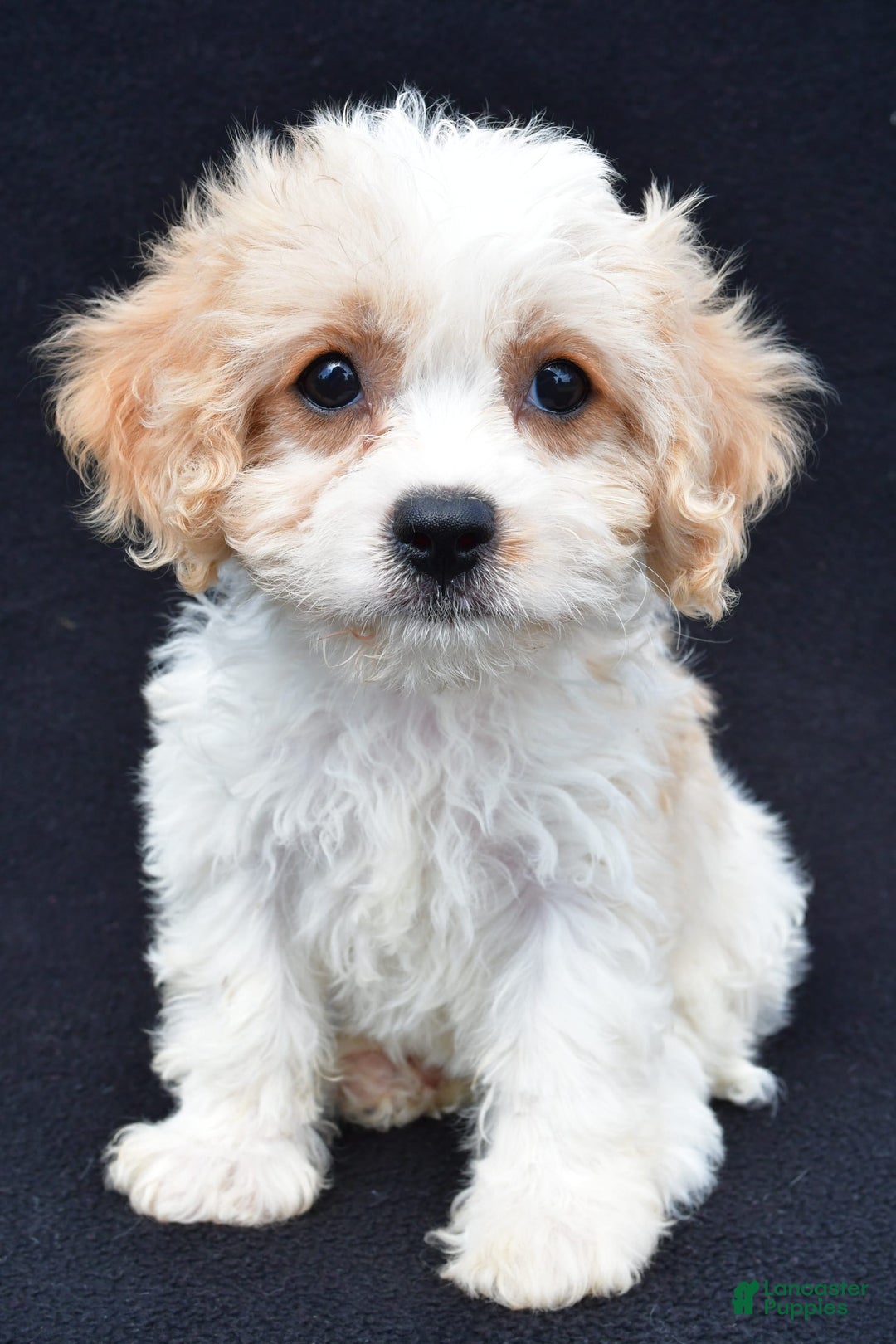 Cavachon dogs for sale: Brook - Image 8