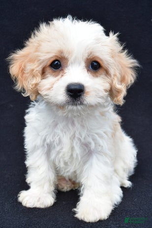 Cavachon dogs for sale - Ad 5