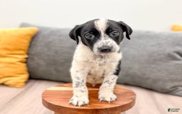 Dalmatian dogs for sale: Oreo - Image 2