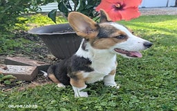 Welsh Corgi Pembroke dogs for sale: Charlie - Image 2
