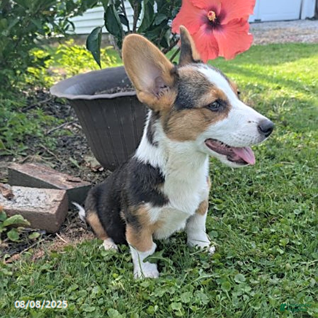 Welsh Corgi Pembroke dogs for sale: Charlie - Image 2