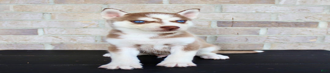 Ace
