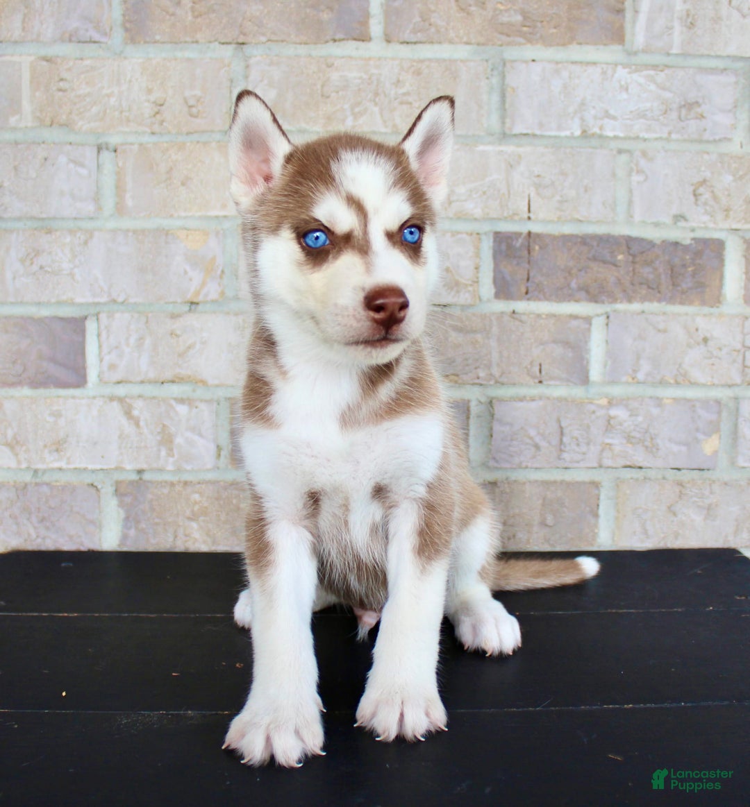 Siberian Husky dogs for sale: Ace - Image 1