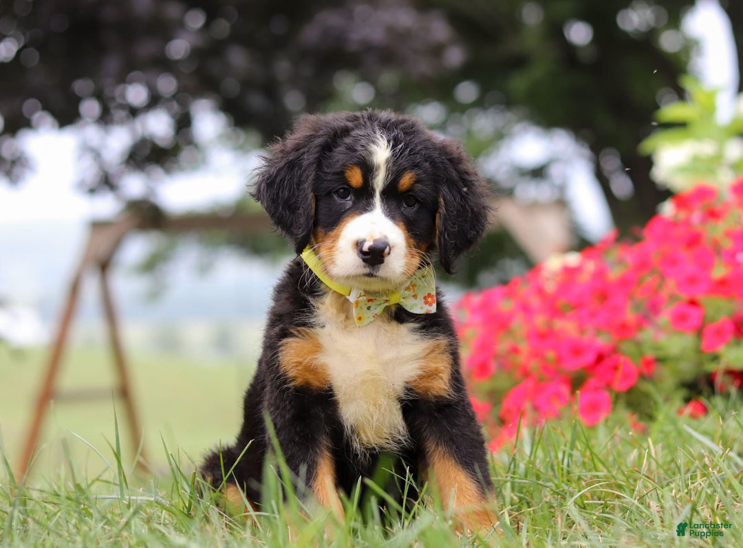 Bernese Mountain Dog dogs for sale: Goliath - Image 2