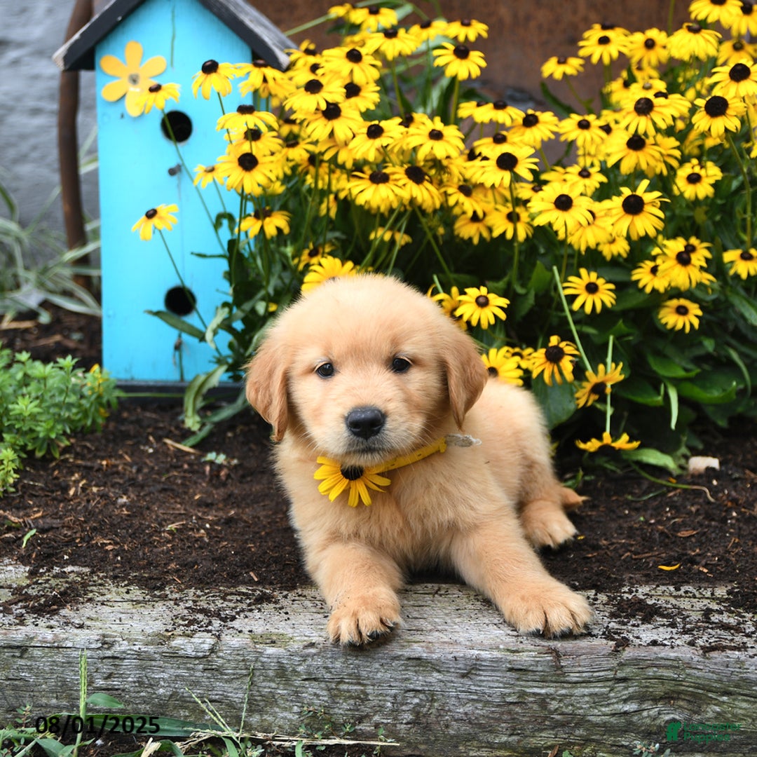 Golden Retriever dogs for sale: Felicity - Image 1