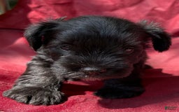 Miniature Schnauzer dogs for sale: Buddy - Image 9