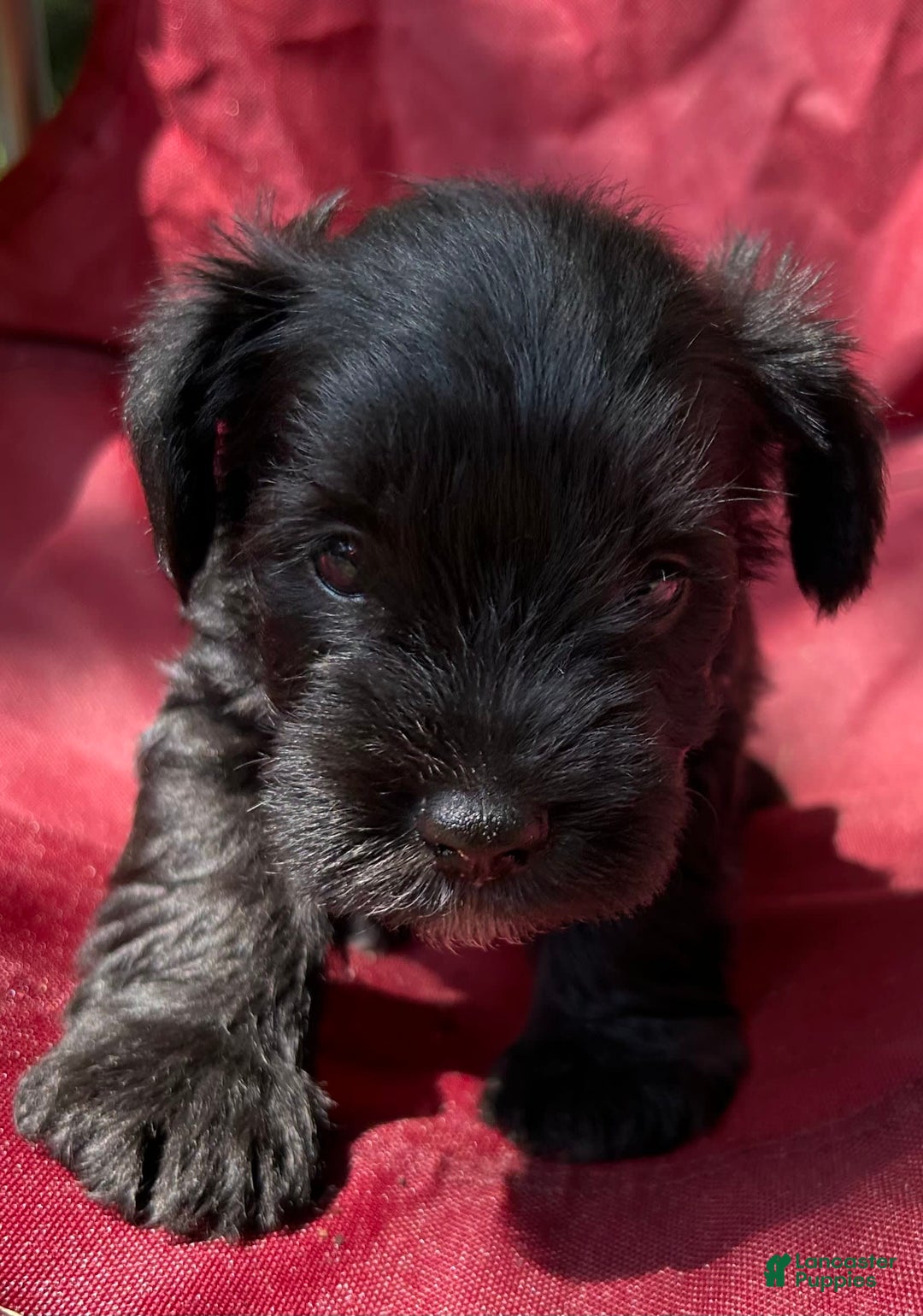 Miniature Schnauzer dogs for sale: Buddy - Image 9