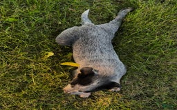 Australian Cattle Dog dogs for sale: Birdie - Image 2