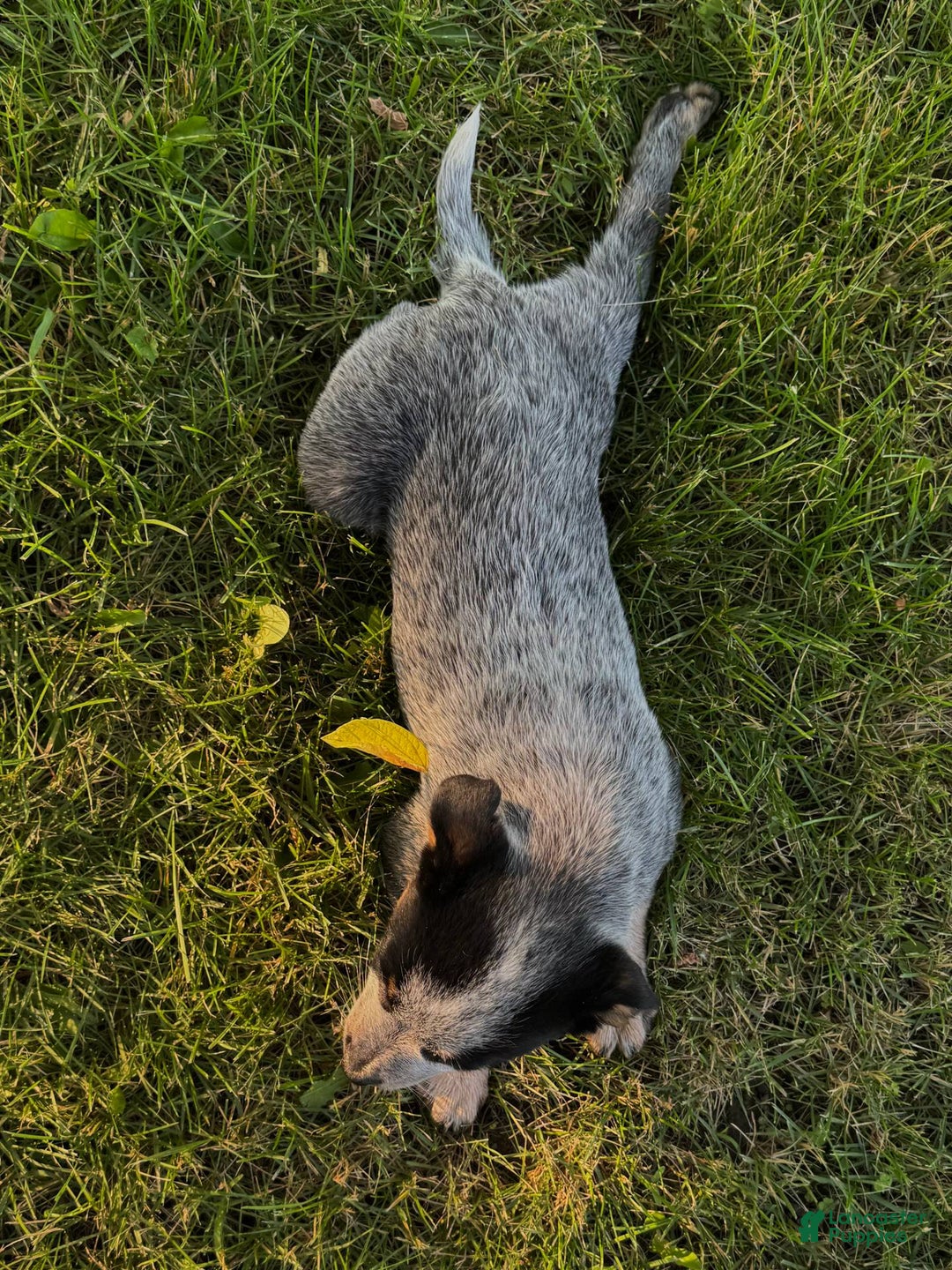 Australian Cattle Dog dogs for sale: Birdie - Image 2